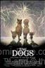 Stray Dogs #2025-03-04 00:00:00