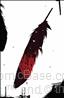 Bone Orchard: Ten Thousand Black Feathers #1/E